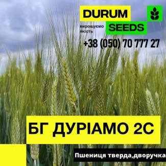 Пшениця тверда (дворучка) - BG Duriamo 2S