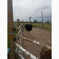 Продам 2 африканських страусів