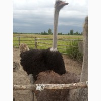 Продам 2 африканських страусів