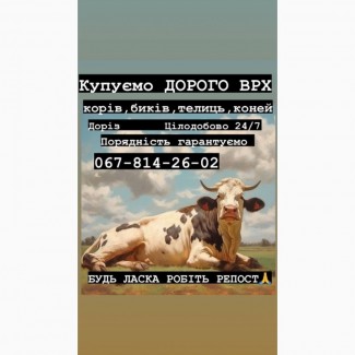 Куплю врх бики корови