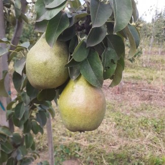 Продам грушу з власного саду