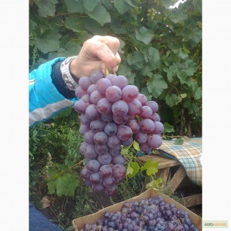 Продам виноград изабельных и гибридных сортов.