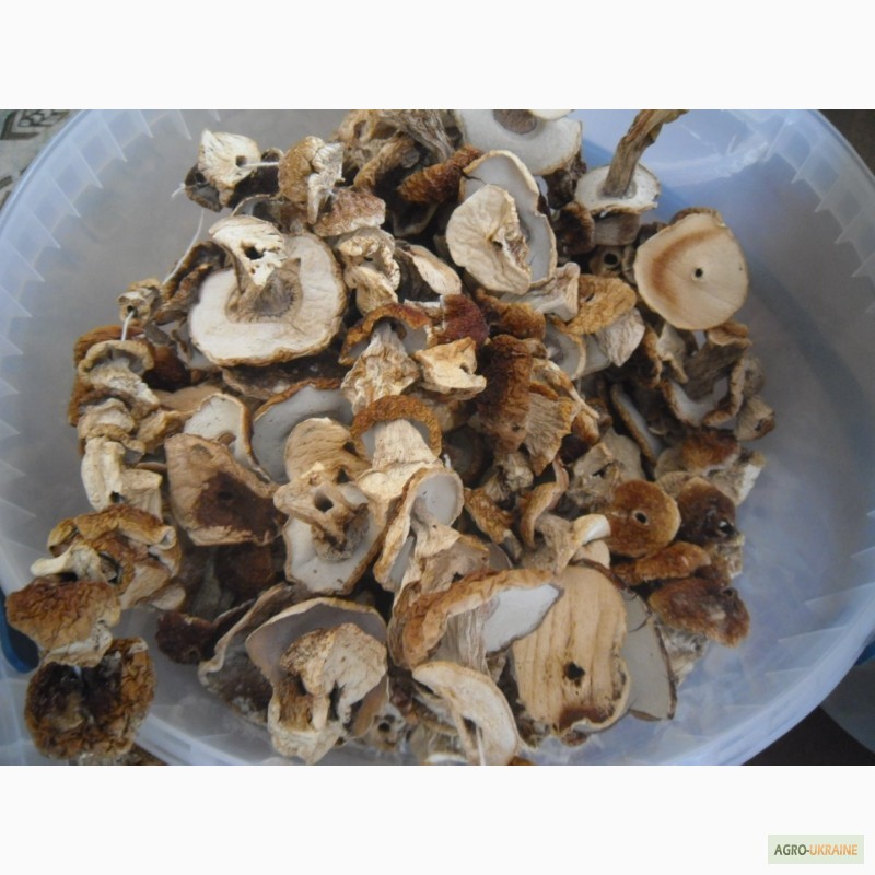Фото 5. Цілі білі сушені гриби