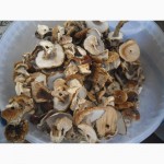 Цілі білі сушені гриби