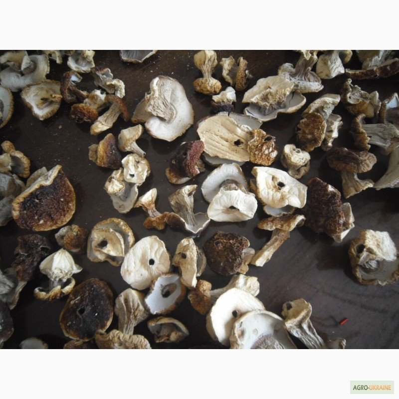 Фото 7. Цілі білі сушені гриби
