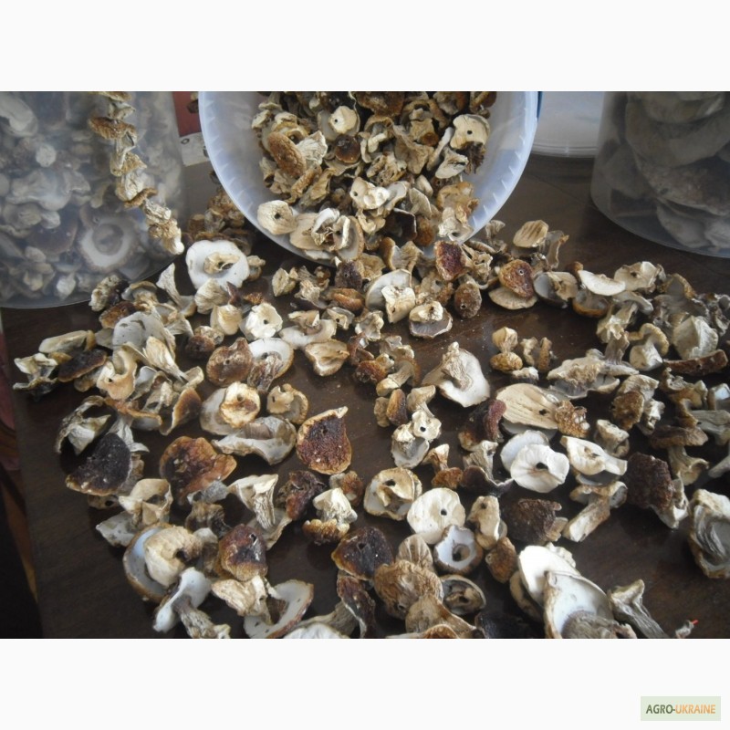 Фото 8. Цілі білі сушені гриби