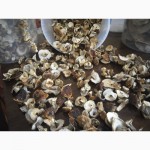 Цілі білі сушені гриби