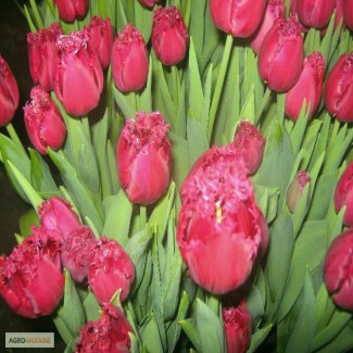 Продам тюльпаны к 8 марта