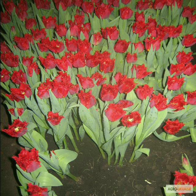Фото 10. Продам тюльпаны к 8 марта