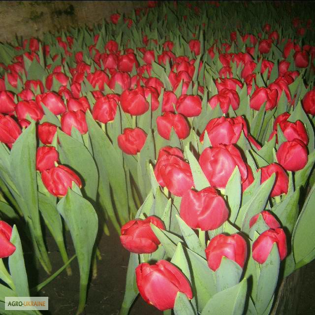 Фото 11. Продам тюльпаны к 8 марта