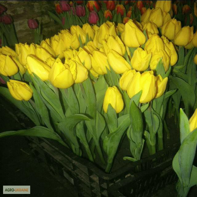 Фото 12. Продам тюльпаны к 8 марта