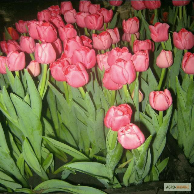 Фото 13. Продам тюльпаны к 8 марта