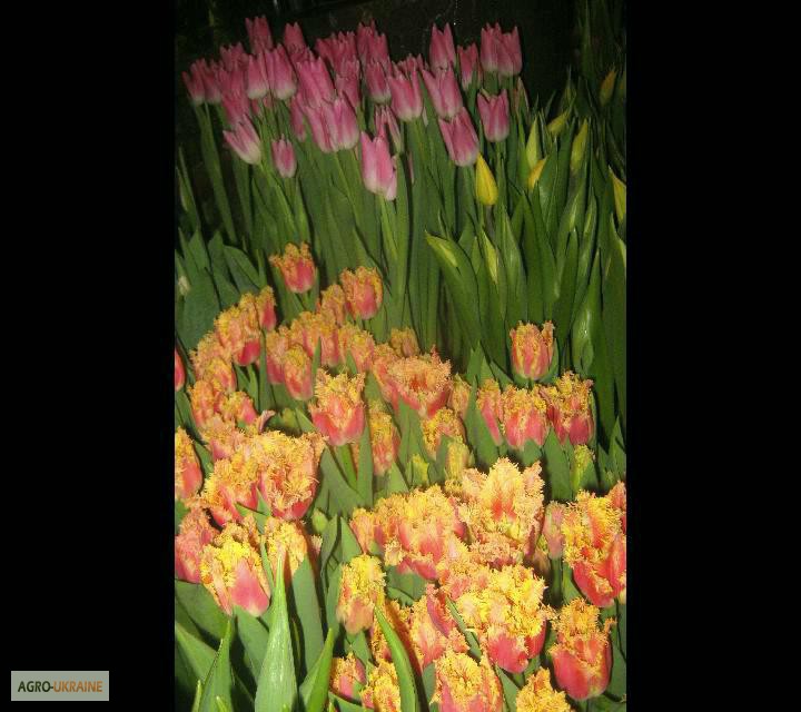 Фото 3. Продам тюльпаны к 8 марта