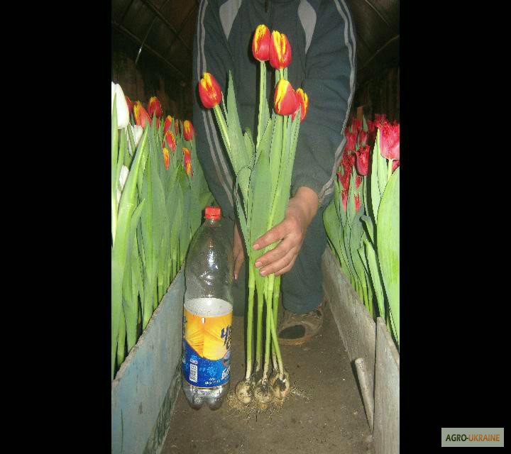Фото 4. Продам тюльпаны к 8 марта