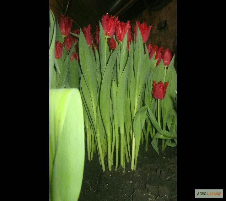 Фото 5. Продам тюльпаны к 8 марта