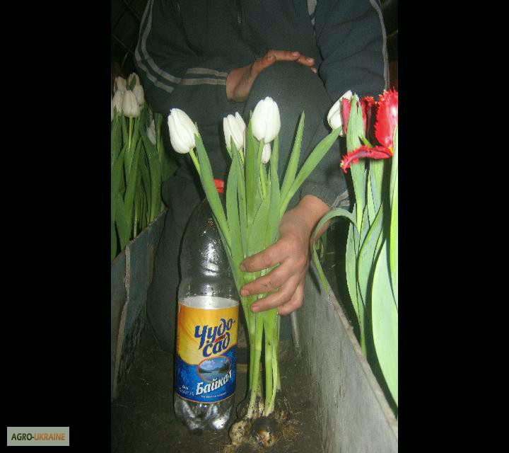 Фото 6. Продам тюльпаны к 8 марта
