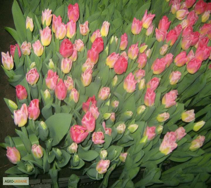 Фото 7. Продам тюльпаны к 8 марта