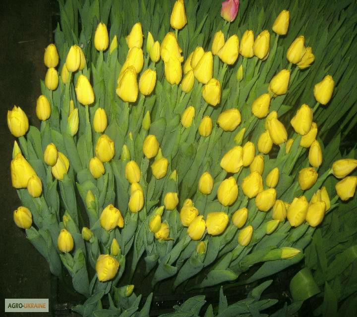 Фото 8. Продам тюльпаны к 8 марта
