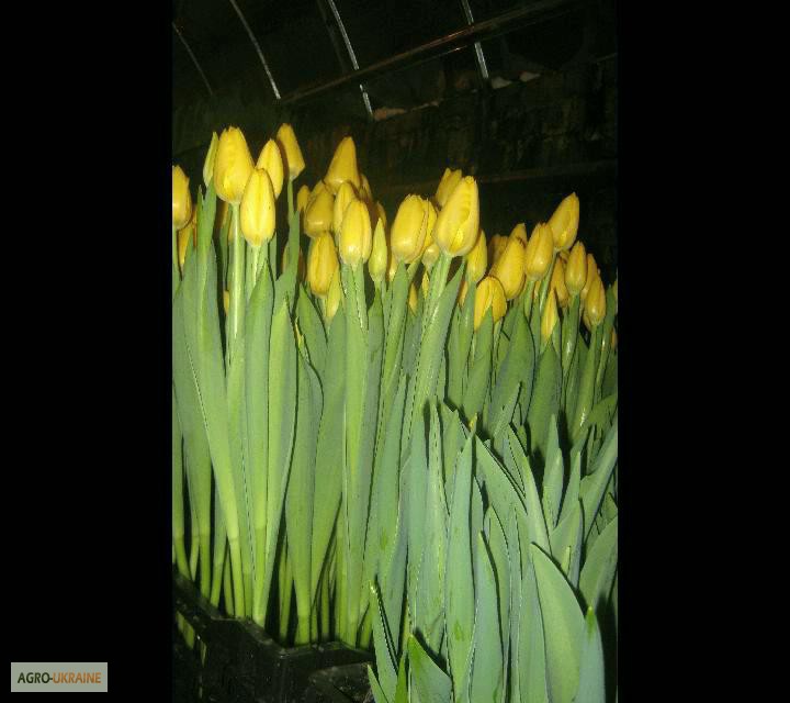 Фото 9. Продам тюльпаны к 8 марта