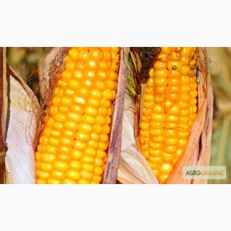Купить семена гибридов кукурузи Гран 310