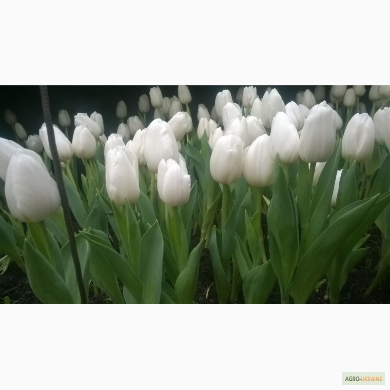 Фото 2. Тюльпаны голландские оптом к 8 марту, ниская цена АР Крым 35 руб