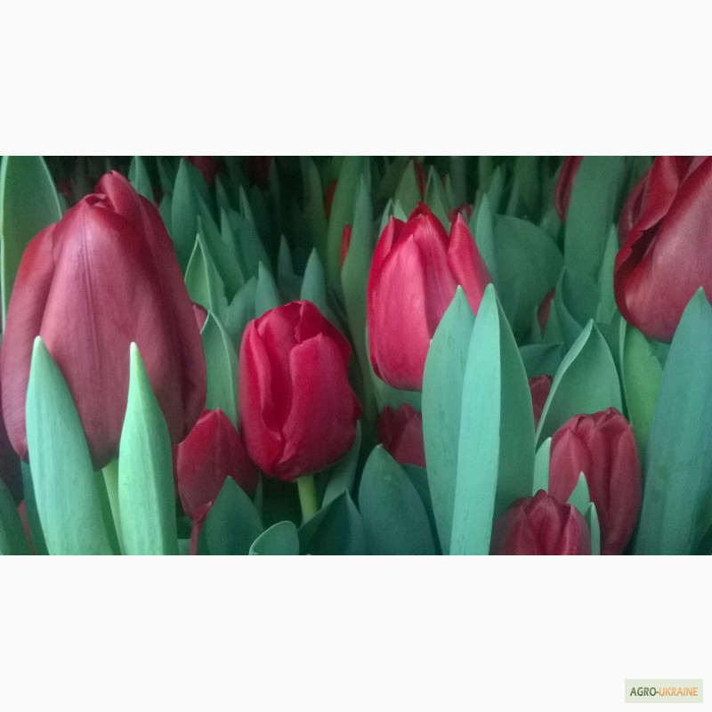 Фото 3. Тюльпаны голландские оптом к 8 марту, ниская цена АР Крым 35 руб