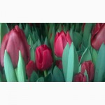 Тюльпаны голландские оптом к 8 марту, ниская цена АР Крым 35 руб