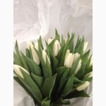 Тюльпаны оптом со склада из Голандии! Доставка по всей Украине почтой