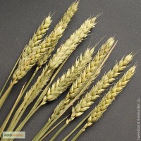 Купим пшеницу.Урожай 2017