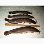Рыбы и водные жители натуральные пробиотики