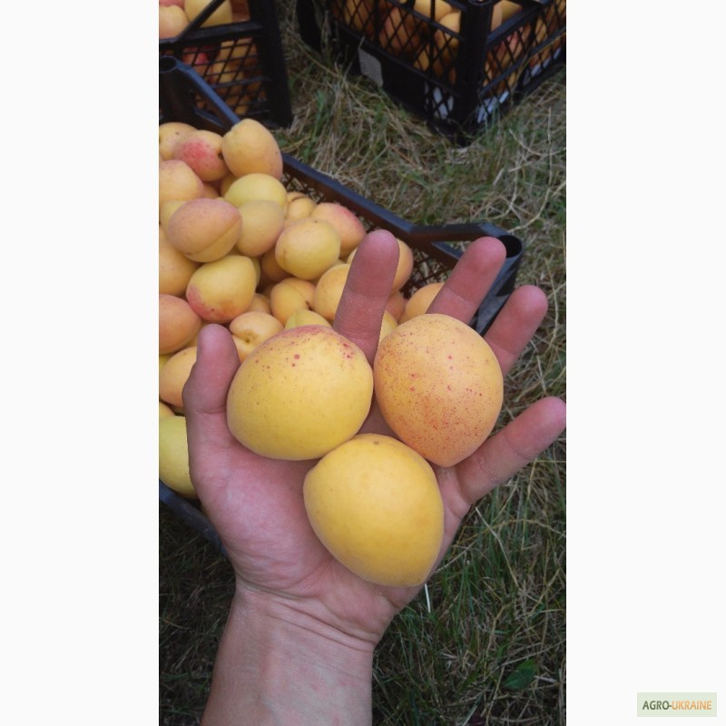 Фото 2. Продам саджанці абрикоса, Ананасовий та Краснощокий