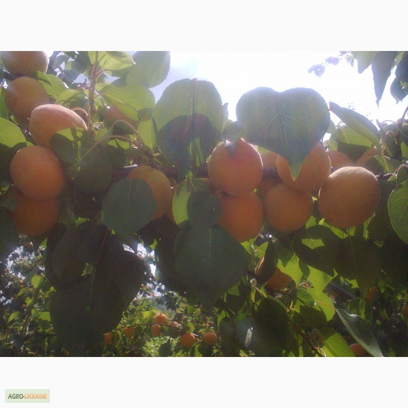 Фото 6. Продам саджанці абрикоса, Ананасовий та Краснощокий