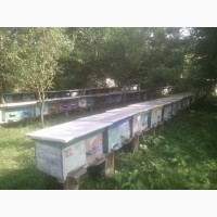 Продаю бджолосімї разом з вуликами