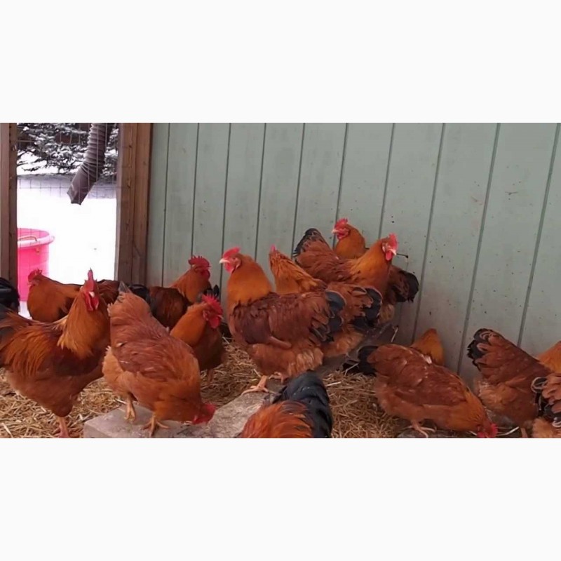 Фото 5. Домашние инкубационные яйца курей Редбро, Фоксичик, Испанка
