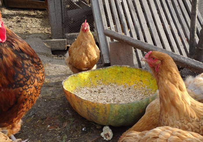 Фото 6. Домашние инкубационные яйца курей Редбро, Фоксичик, Испанка