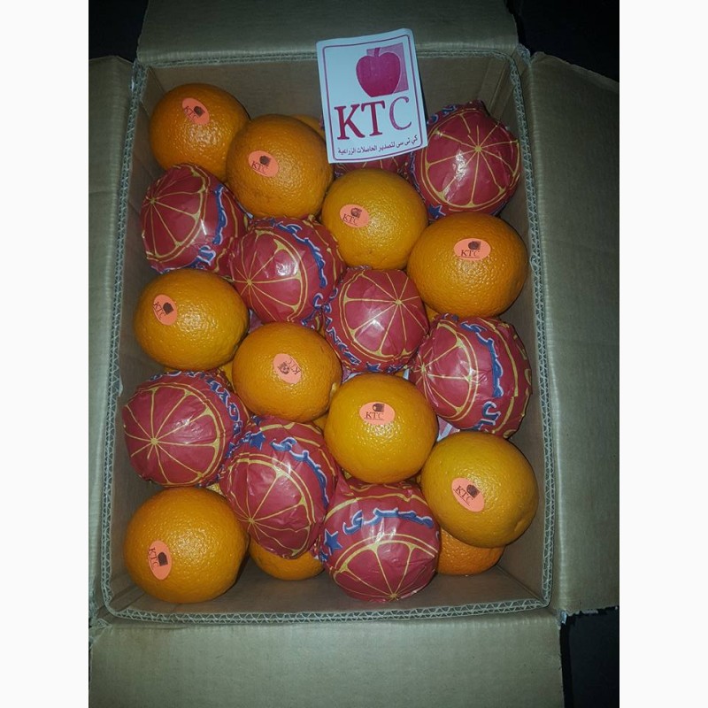 Фото 10. Продам апельсины из Египта