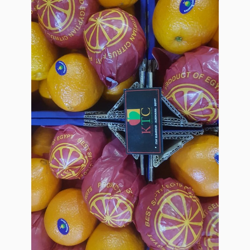 Фото 11. Продам апельсины из Египта