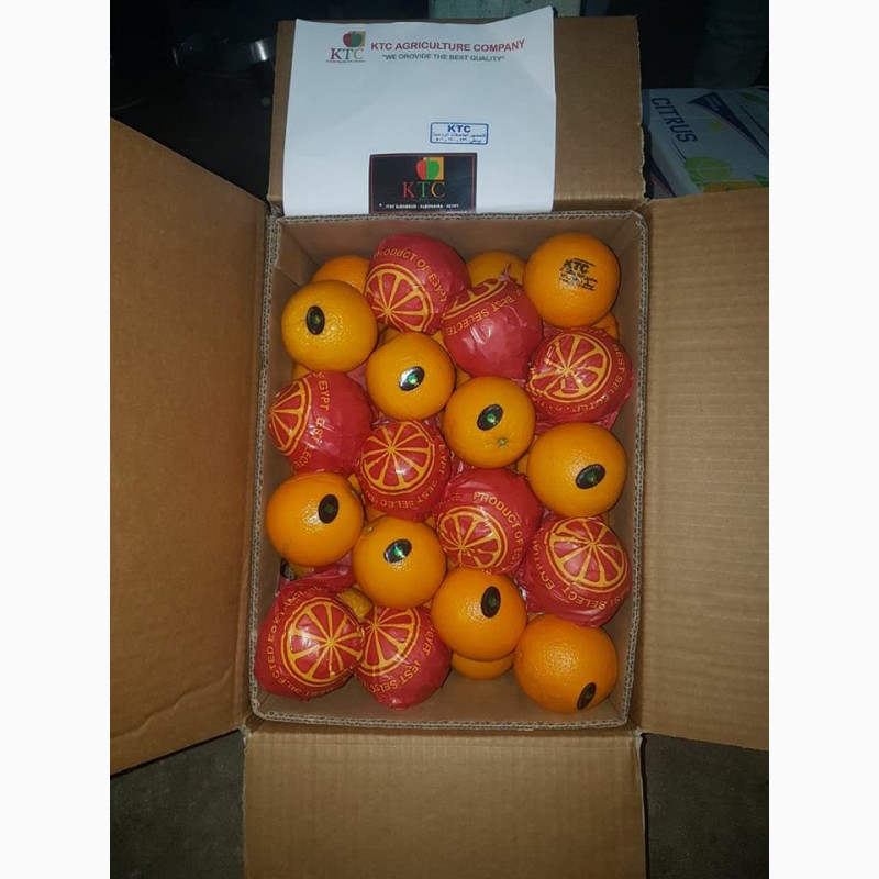 Фото 4. Продам апельсины из Египта