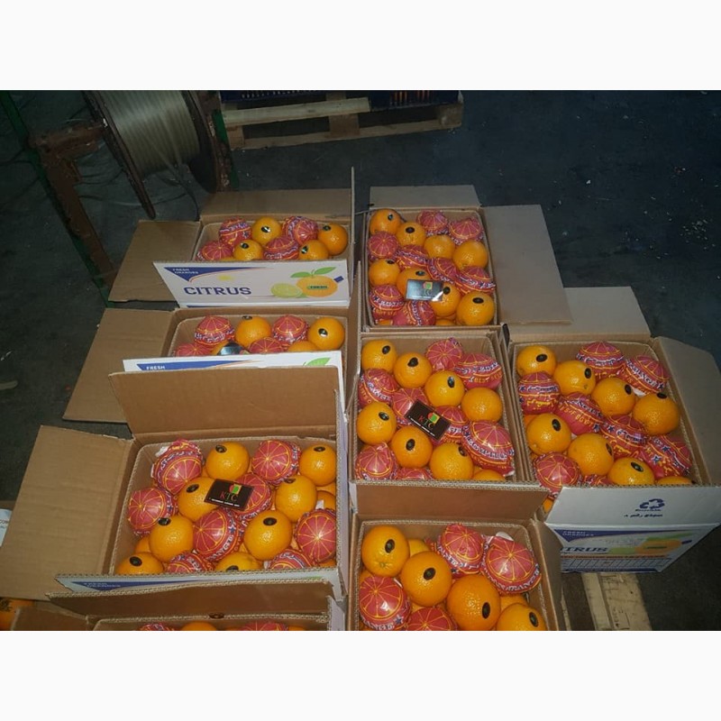 Фото 5. Продам апельсины из Египта