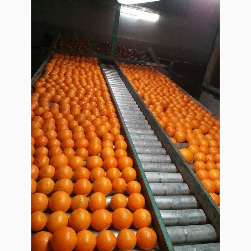 Фото 6. Продам апельсины из Египта
