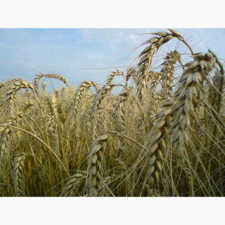 Купим пшеницу фуражную оптом с места от 25-500т.любая форма расчёта.качество-база