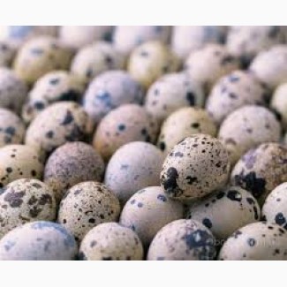 Перепелиные яйца, тушки перепелов, клетки и кормушки для перепелов