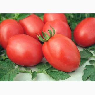 Продам помидор крупным оптом