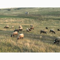 Романовские овцы, бараны, ярки