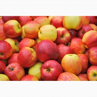 Продам яблука різних сортів: Флоріна, Айдаред, Топаз та ін
