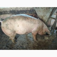 Продам свині м#039;ясний породи
