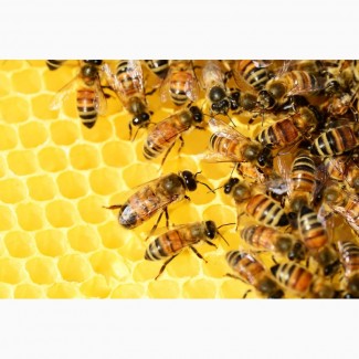 Продам 10 цілих сімей бджіл