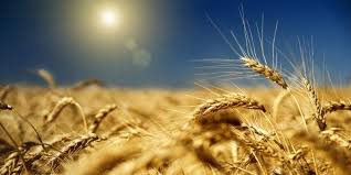 Фото 4. Куплю пшеницю