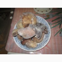 Белые грибы замороженные- урожай май-июнь 2019