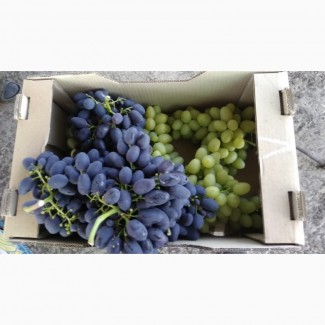 Продам Столовый виноград разных сортов